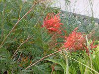 �x�O�����B���A '���r���E�S�[�h��(Grevillea Robyn Gordon)