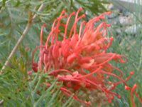 �O�����B���A�iGrevillea�j