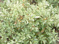 �s���J���T�E�X�p�[�N���[(Pyracantha 'Sparkler')