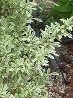 �s���J���T�E�X�p�[�N���[�iPyracantha 'Sparkler'�j