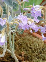 �X�g���r�����f�X�E�S�b�V�s�k�X(Strobilanthes gossypinus)
