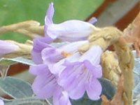 �X�g���r�����f�X�E�S�b�V�s�k�X(Strobilanthes gossypinus)