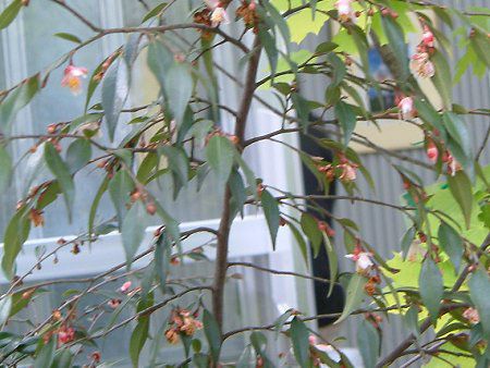 �J�����A '�G���i�E�J�X�P�[�h'(Camellia'Elina Cascade')
