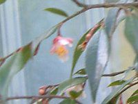 �J�����A '�G���i�E�J�X�P�[�h'�iCamellia'Elina Cascade'�j