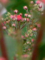 �J���~�A�E�I�X�{���b�h(Kalmia Osbo Red)
