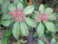 �J���~�A�E�I�X�{���b�h�iKalmia Osbo Red�j