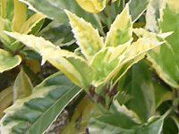 �A�I�L'�T���t���A�}���M�i�[�^'(��Sulphrea Marginata)
