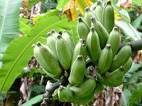 �o�i�i(Banana)