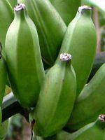 �o�i�i(Banana)