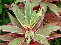 �R���f�B���l �e���~�i���X '�L���T�����E�e�B�['(Cordyline terminalis cv. Katherine Ti)