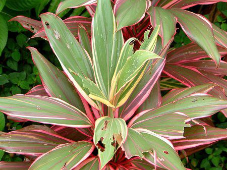 �R���f�B���l �e���~�i���X '�L���T�����E�e�B�['(Cordyline terminalis cv. Katherine Ti)