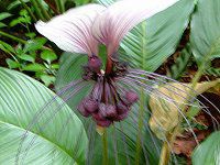 �z���C�g�E�o�b�g�E�t�����[�iWhite Bat Flower�j
