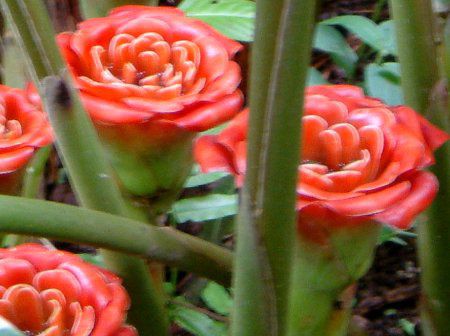 �G�g�����Q��(Etlingera venusta)