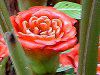 �G�g�����Q���E�x�k�X�^�iEtlingera Venusta�j