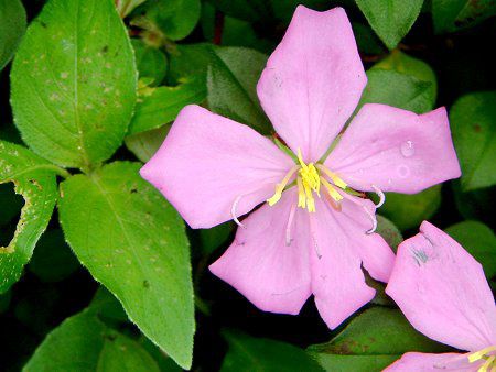 Pink Melastoma