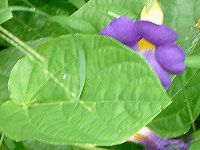�c���x���M�A�E�o�b�e�B�X�R���x�C