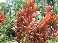 �R�[�f�B���l�E�e���~�i���X(Cordyline Terminalis)