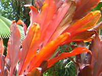 �R�[�f�B���l�E�e���~�i���X(Cordyline Terminalis)