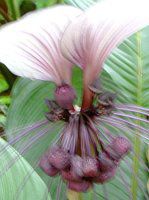�z���C�g�E�o�b�g�E�t�����[(White Bat Flower)