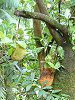 �W���b�N�t���[�c(Jackfruit)