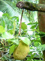 �W���b�N�t���[�c�iJakfruit�j