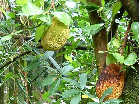 �W���b�N�t���[�c�iJackfruit�j