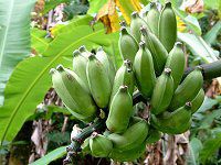 �o�i�i(Banana)
