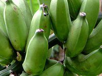 �o�i�i(Banana)