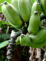 �o�i�i(Banana)