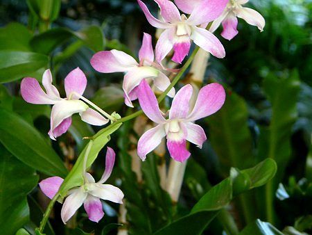 �f���h���r�E��(Dendrobium) 