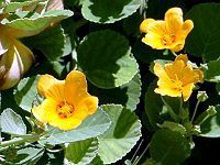 �C���}(Ilima)