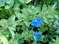 �G�{���u���X(Evolvulus)