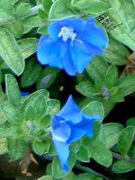 �G�{���u���X(Evolvulus)