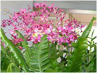 �f���h���r�E��(Dendrobium)
