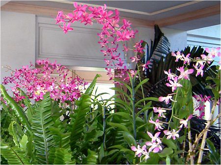 �f���h���r�E��(Dendrobium)
