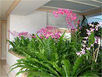 �f���h���r�E��(Dendrobium)
