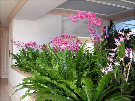 �f���h���r�E��(Dendrobium)