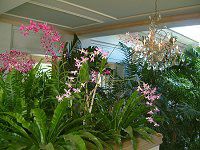 �f���h���r�E��(Dendrobium)