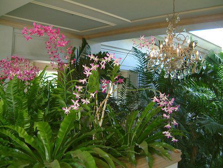 �f���h���r�E��(Dendrobium)