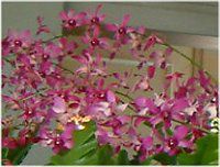 �f���h���r�E��(Dendrobium)