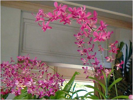�f���h���r�E��(Dendrobium)