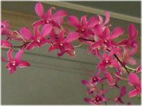 �f���h���r�E��(Dendrobium)