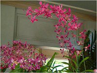 �f���h���r�E��(Dendrobium)