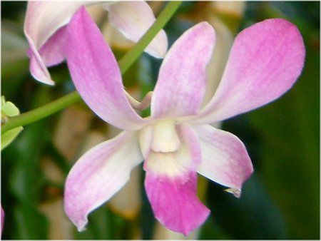�f���h���r�E��(Dendrobium) 