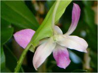 �f���h���r�E��(Dendrobium)