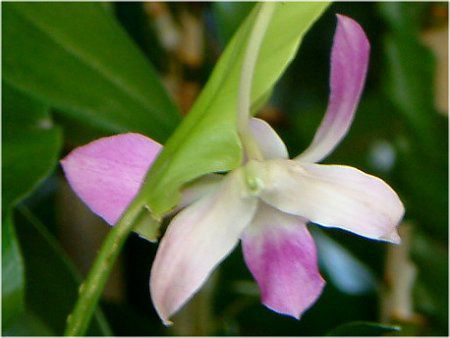 �f���h���r�E��(Dendrobium) 