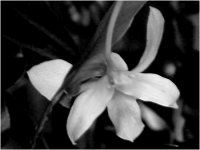 �f���h���r�E��(Dendrobium)