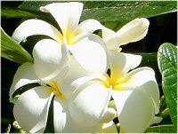 �v�������A(Plumeria)
