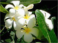 �v�������A(Plumeria)