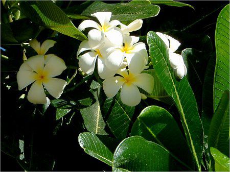 �v�������A(Plumeria)